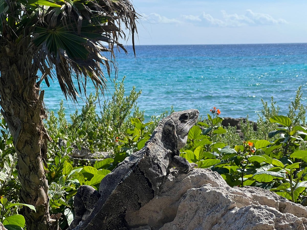 Occidental Grand Flamenco Xcaret