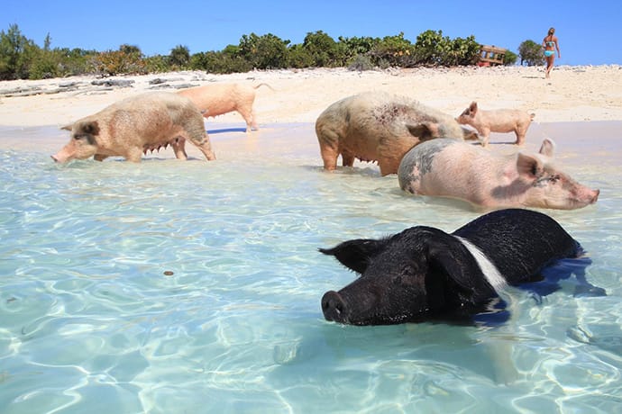 Pig Beach Bahamas