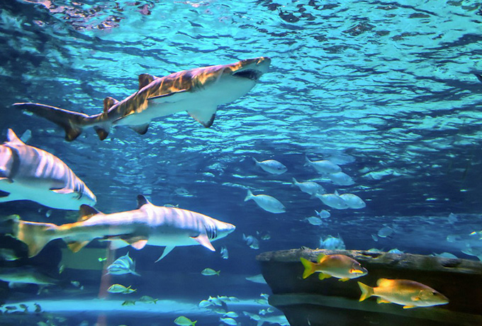 Ripley's Aquarium near the Holiday Inn Oceanfront