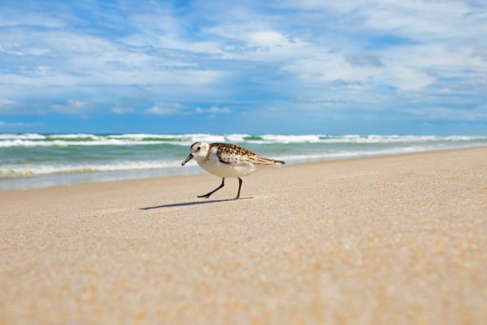 Canaveral National Seashore